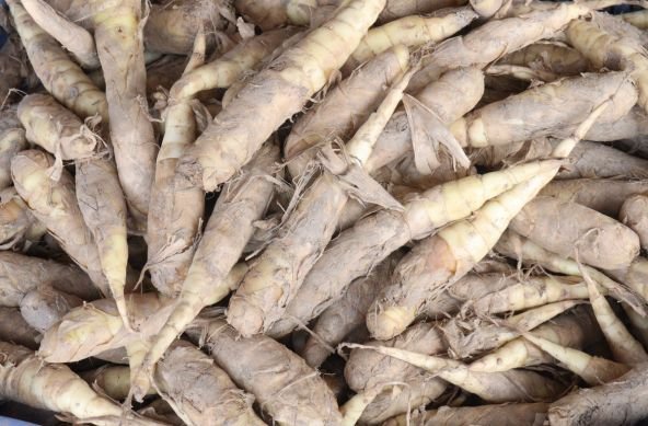 Arrowroot