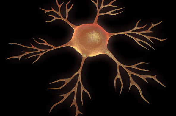 neuroinflammation internal